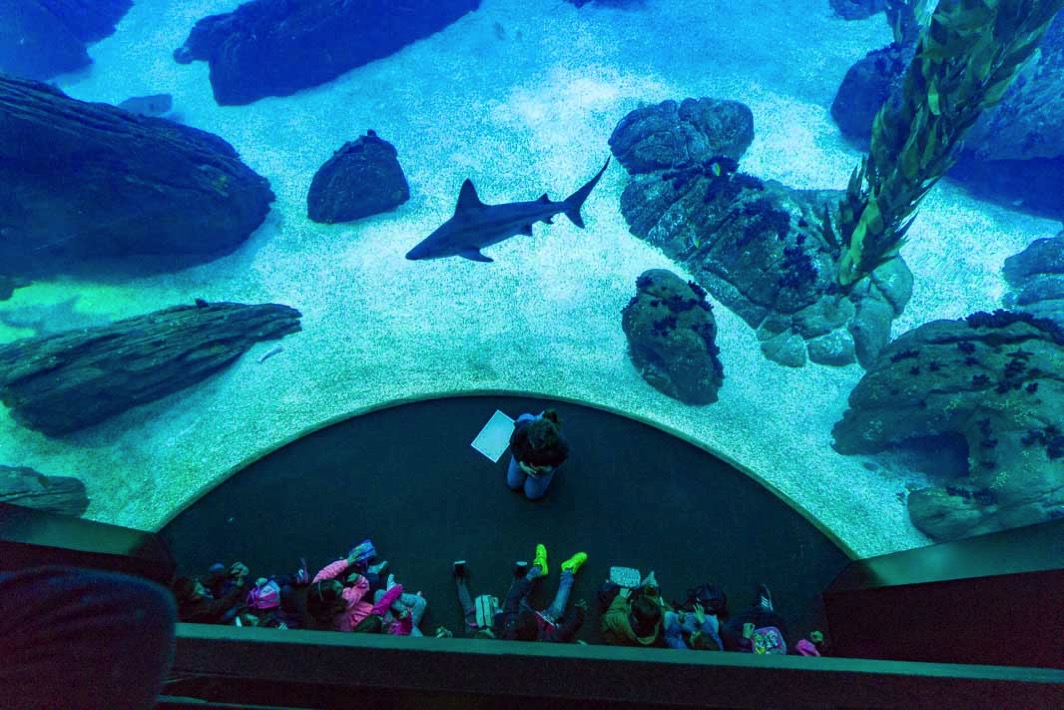 リスボン海洋水族館の巨大な水槽