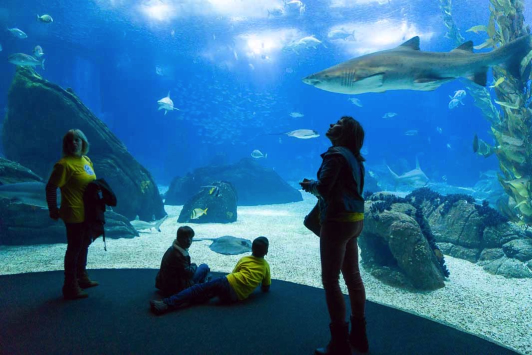 リスボン海洋水族館の巨大な水槽2