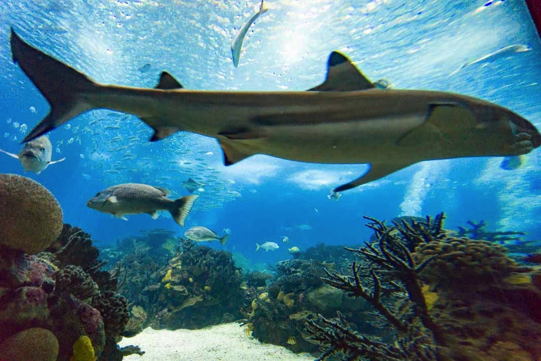 リスボン海洋水族館の巨大な水槽を泳ぐサメ
