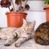 Thumbnail of related posts 051