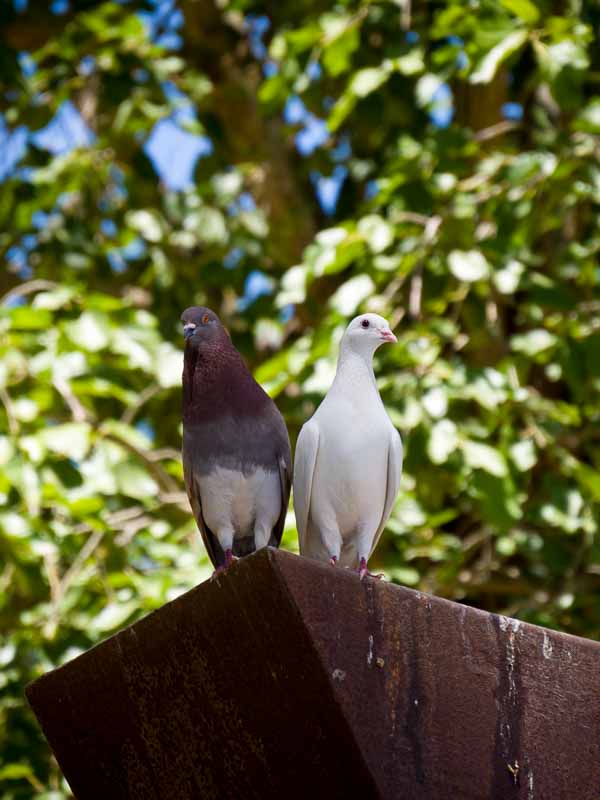 カルロス デ メサ公園の鳥居