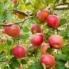 Thumbnail of related posts 183