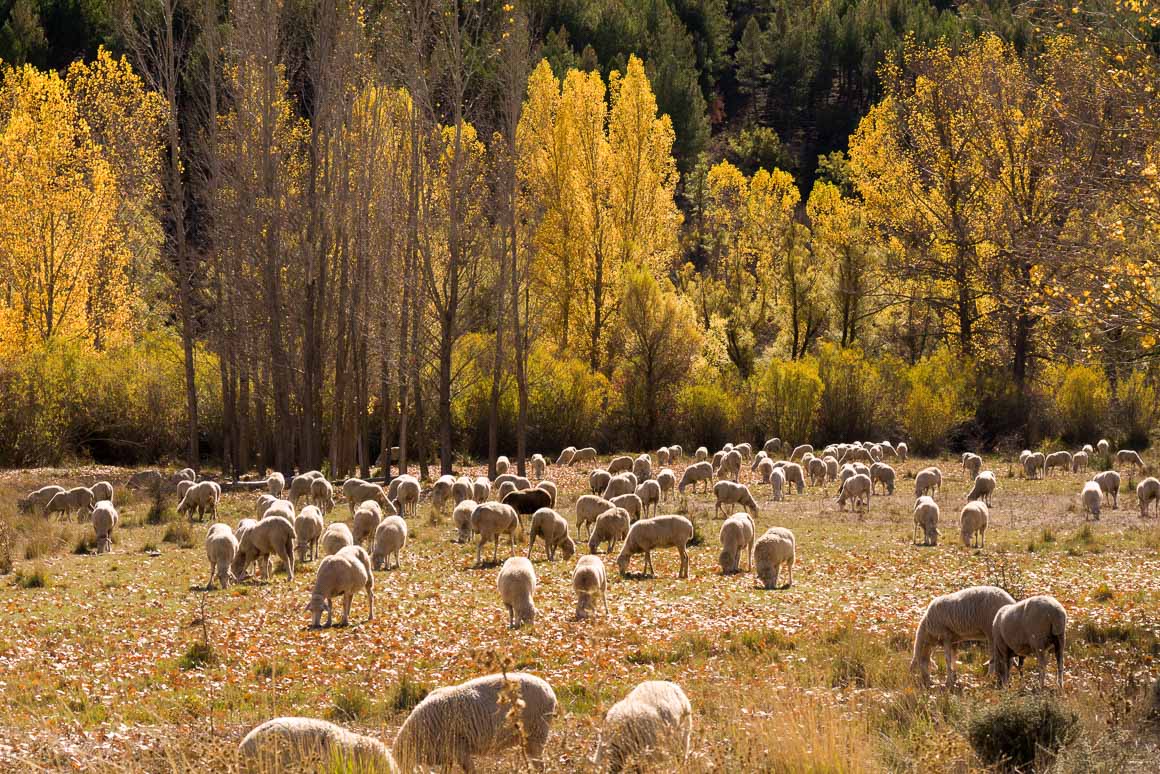 アラゴン州の紅葉と羊たち