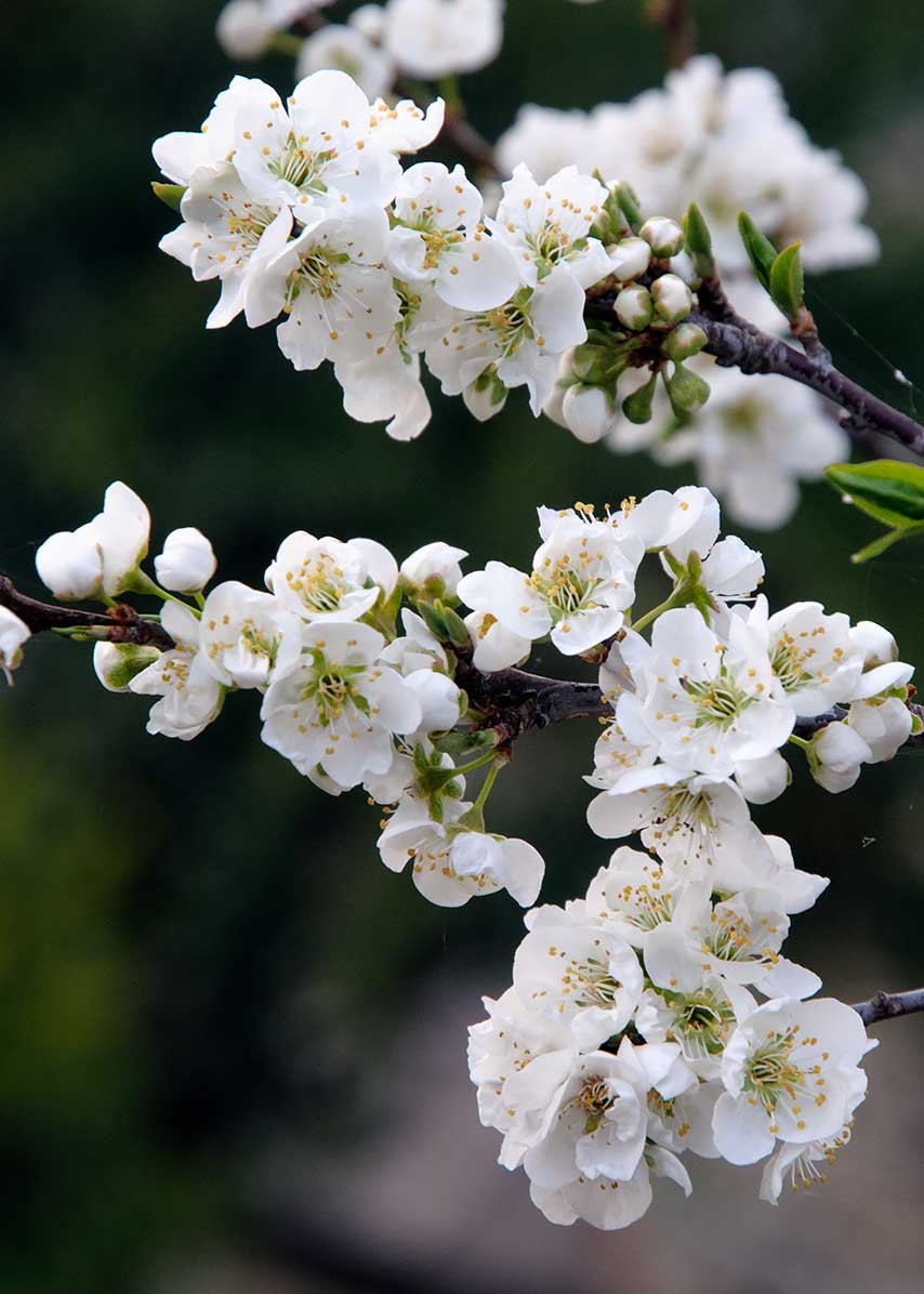 ネパールの桜の花