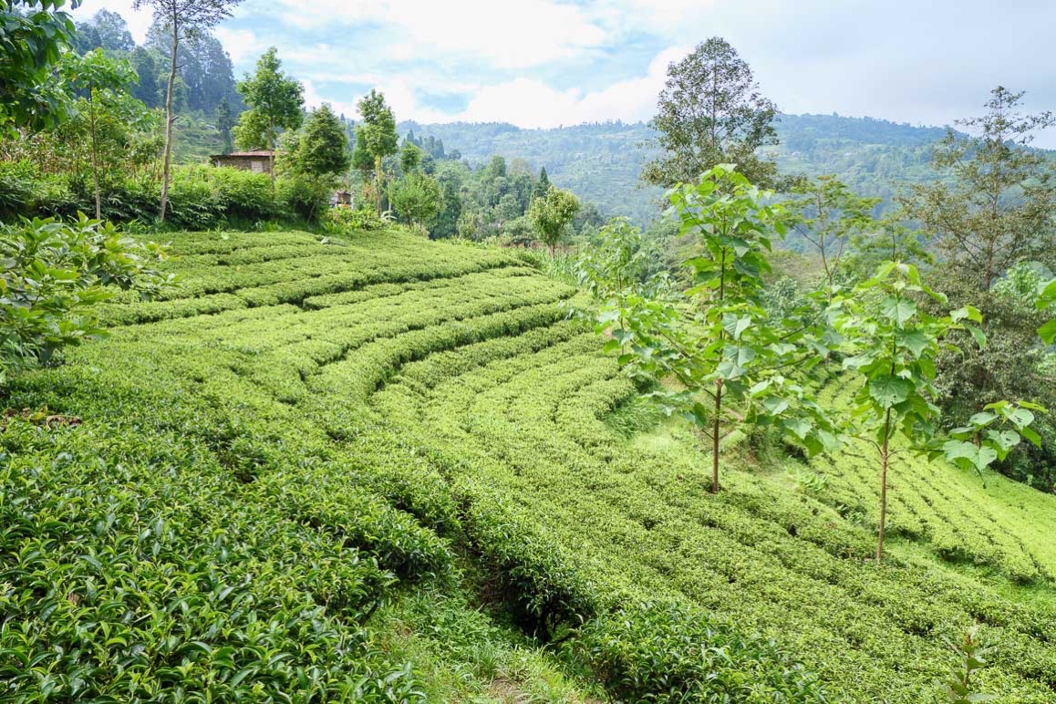 Kulung Family Tea Farm の有機栽培の茶園