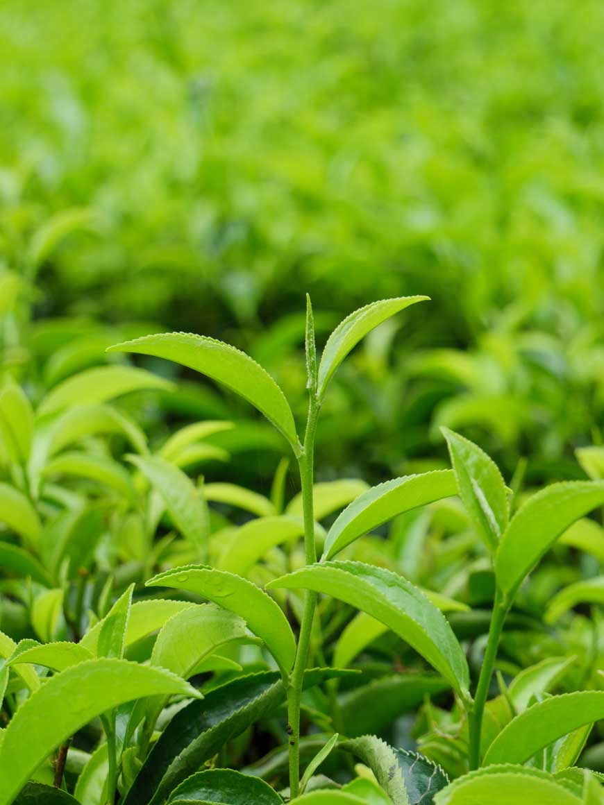 イラム茶園の茶の新芽