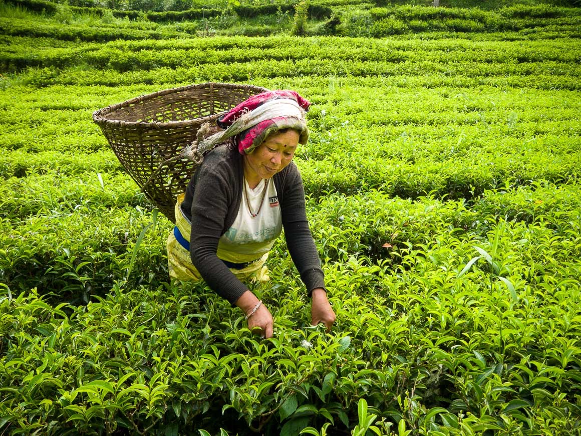 Deepak Kulung's Farmの茶摘み女