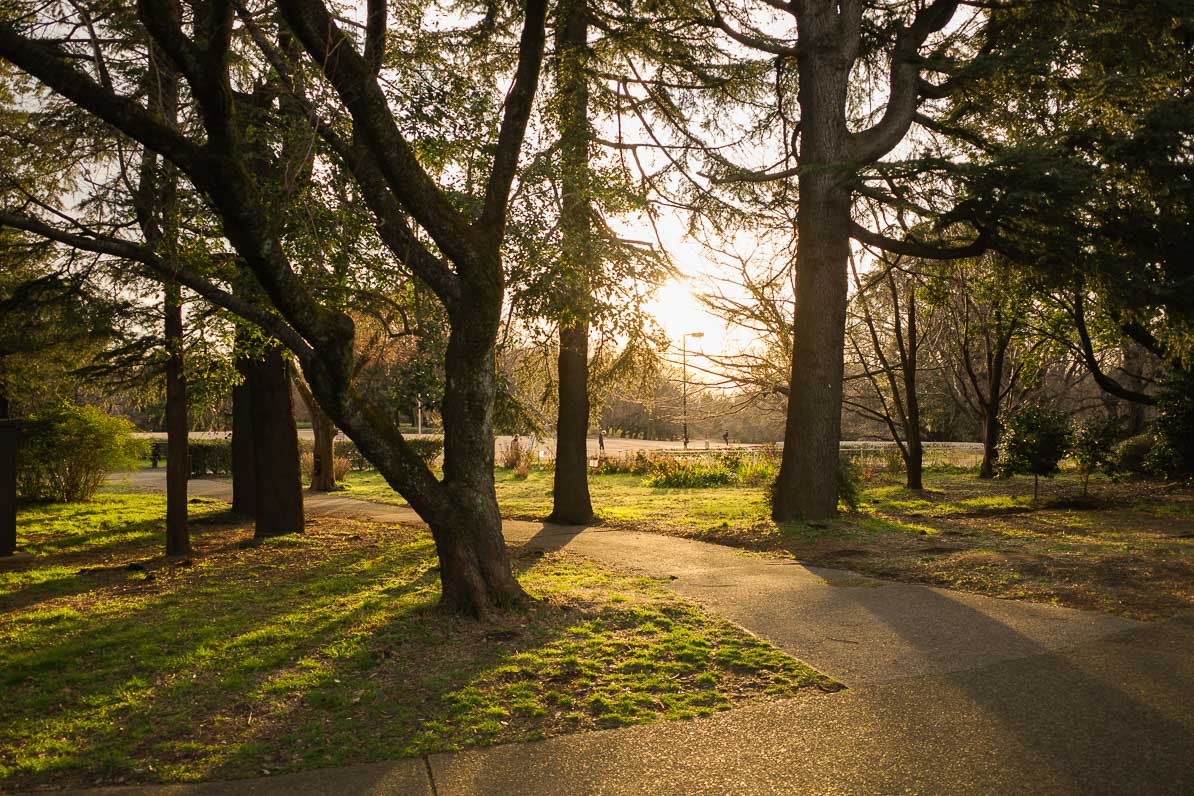 砧公園