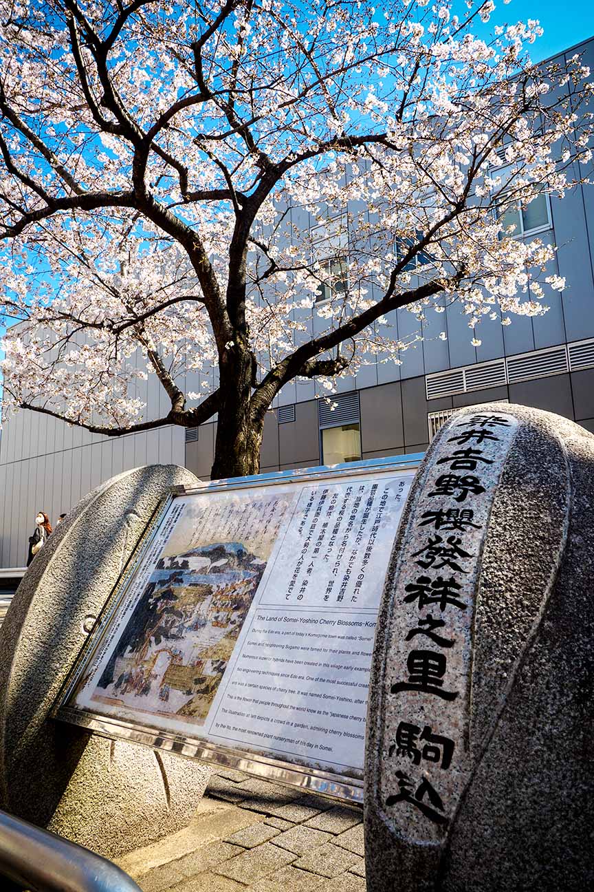 JR山手線の駒込駅は染井吉野桜記念公園として整備されている