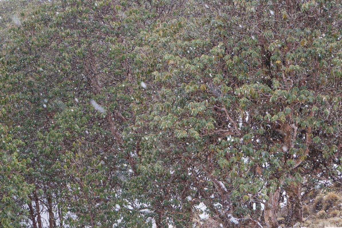 雪が降り始める