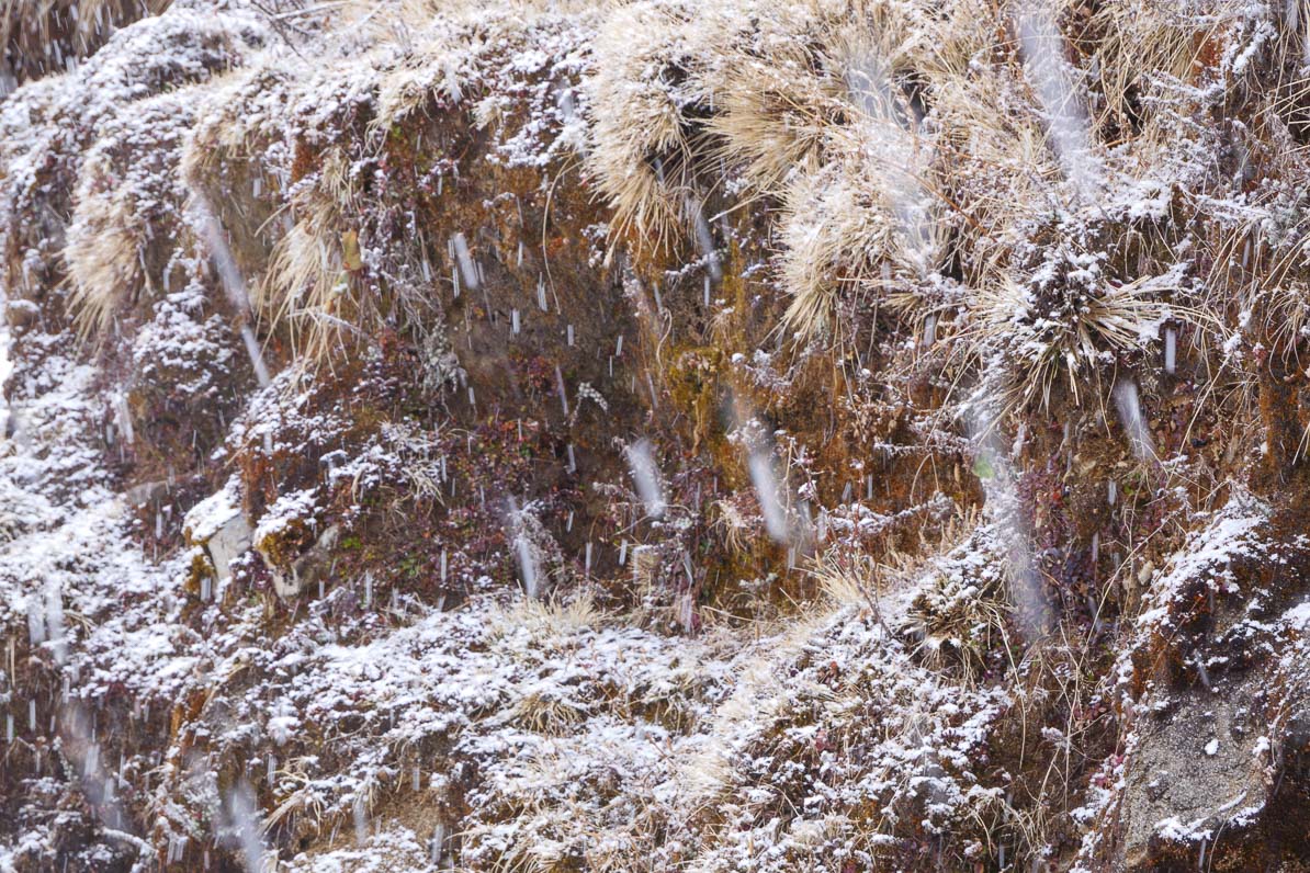 雪が降る