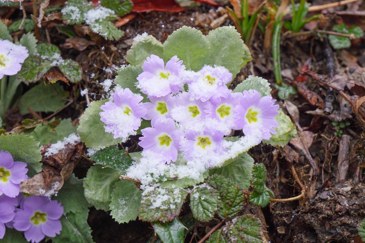 花も雪に埋もれる