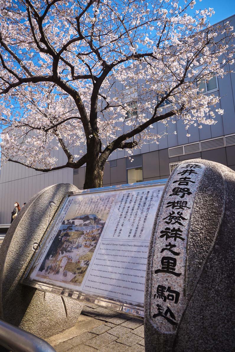 駒込駅前の染井吉野櫻発祥の記念碑と満開のソメイヨシノ