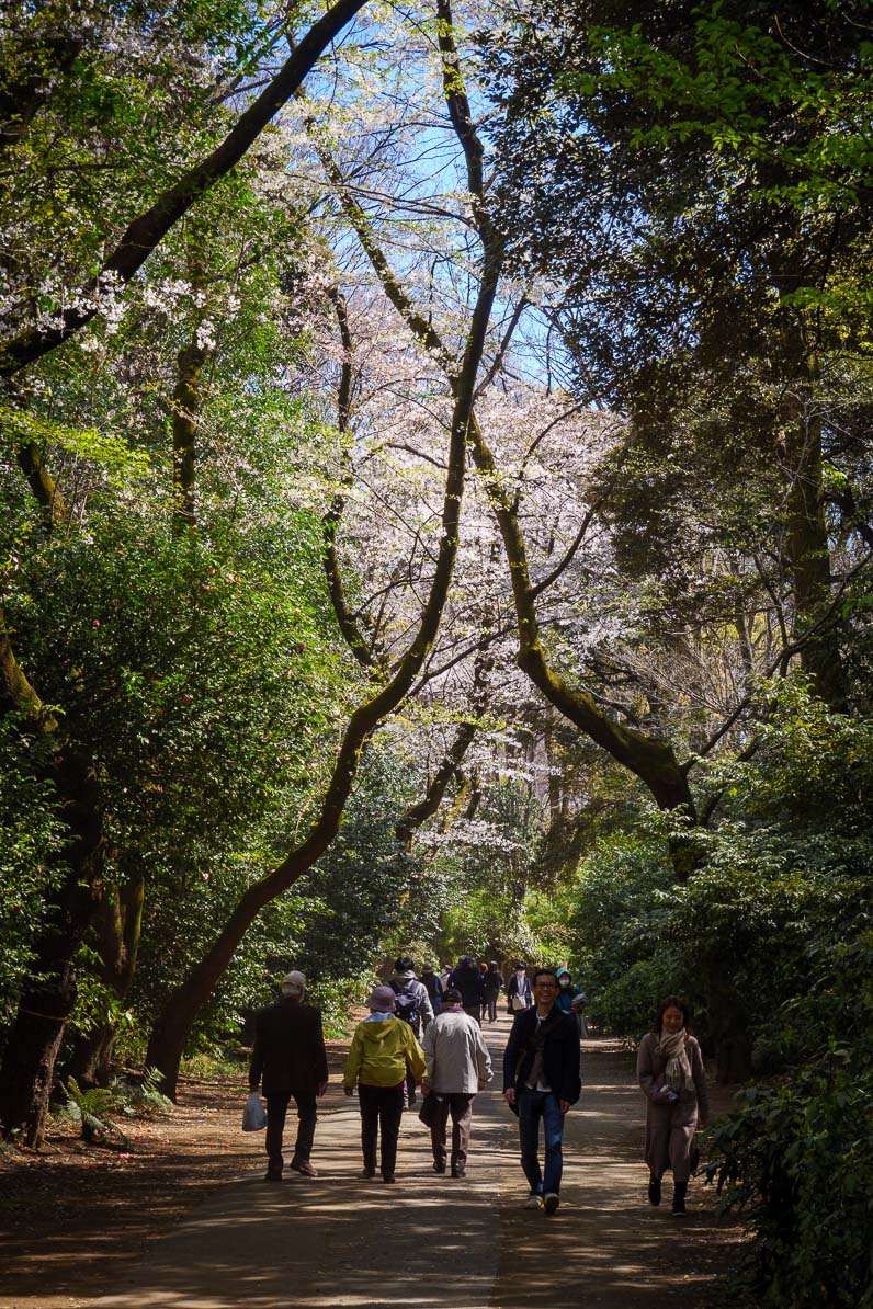 六義園に咲く桜