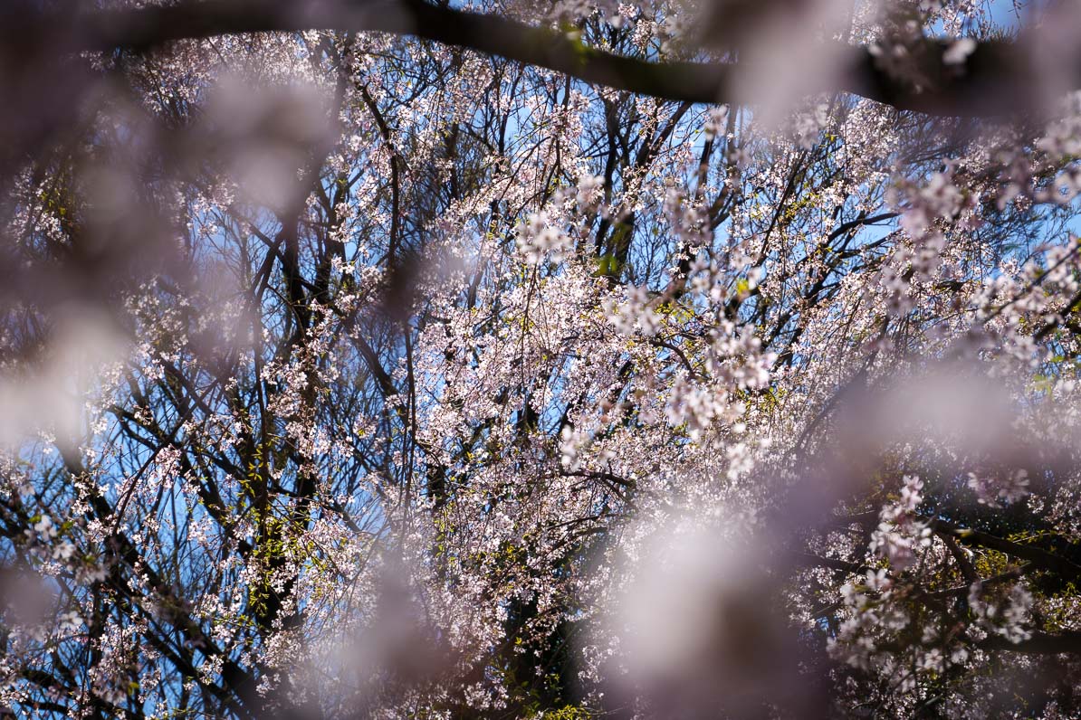 ７分咲きの桜