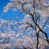 江戸の名勝、桜が美しい六義園とソメイヨシノ発祥の地を散策にゆく