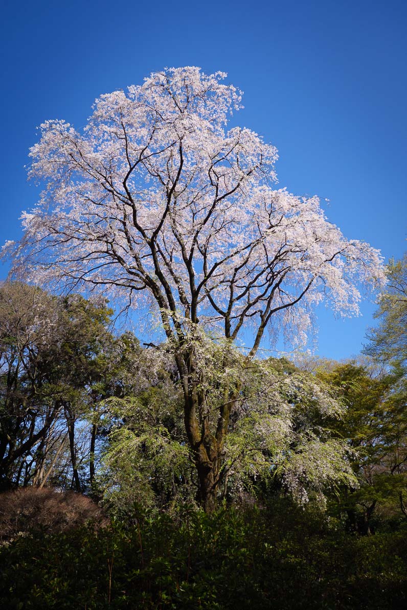 六義園に咲くおおきな桜の木"