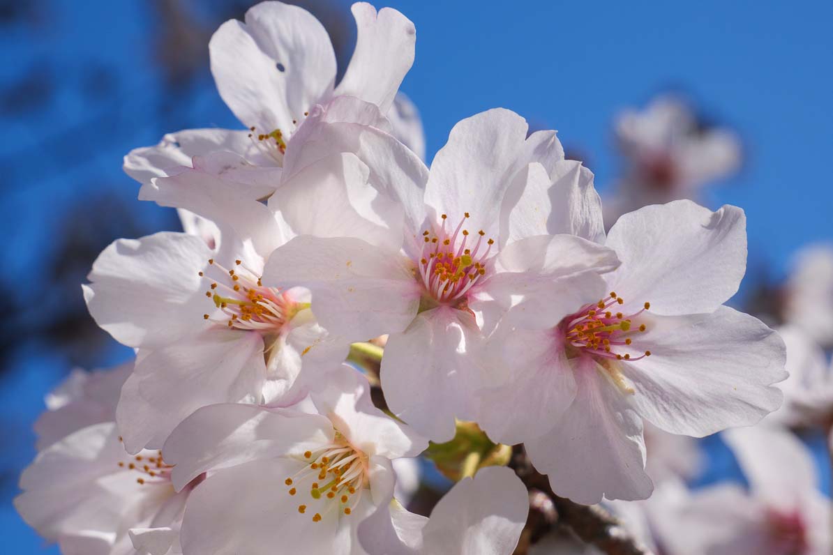 ソメイヨシノの花弁