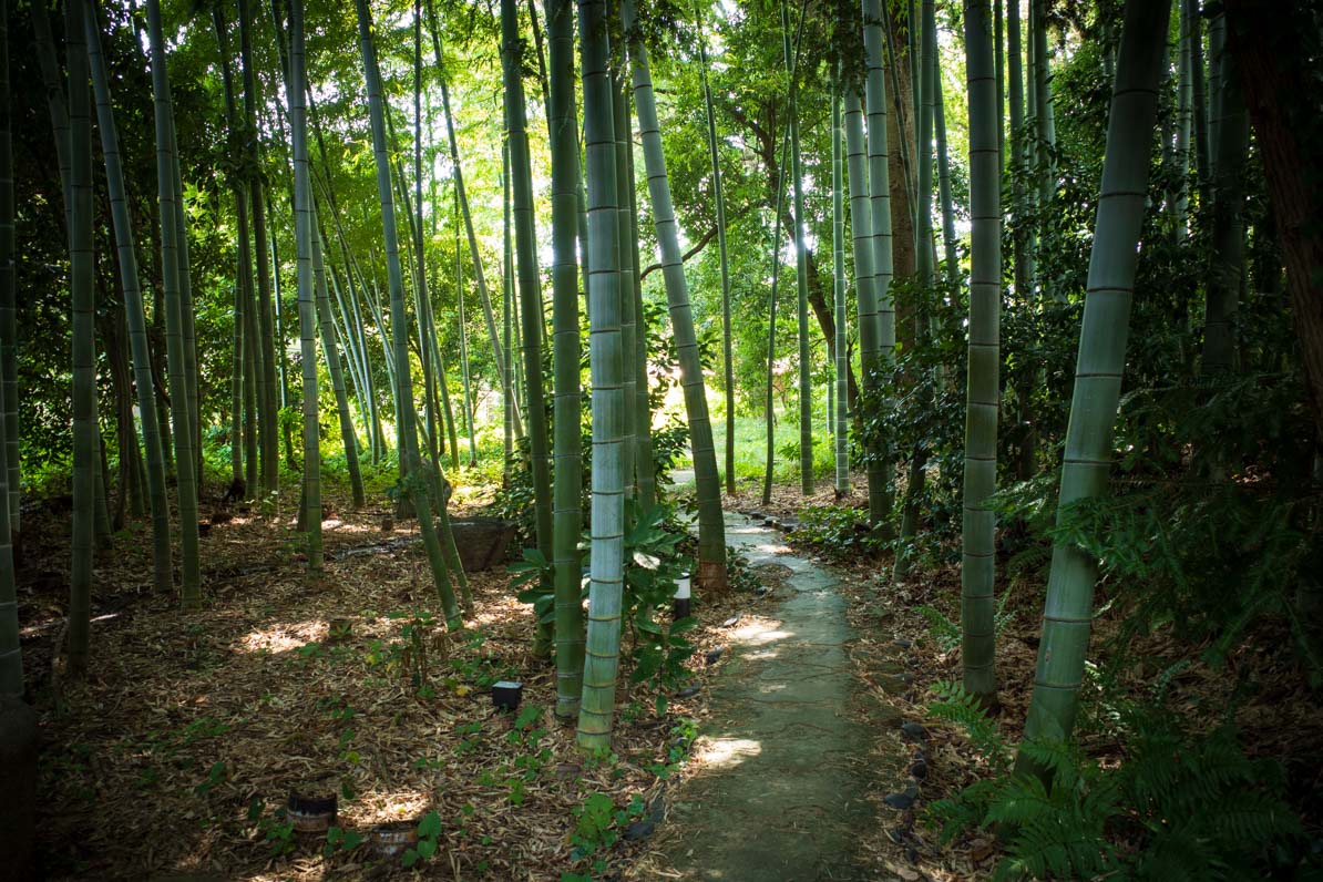 武相荘の庭の竹林