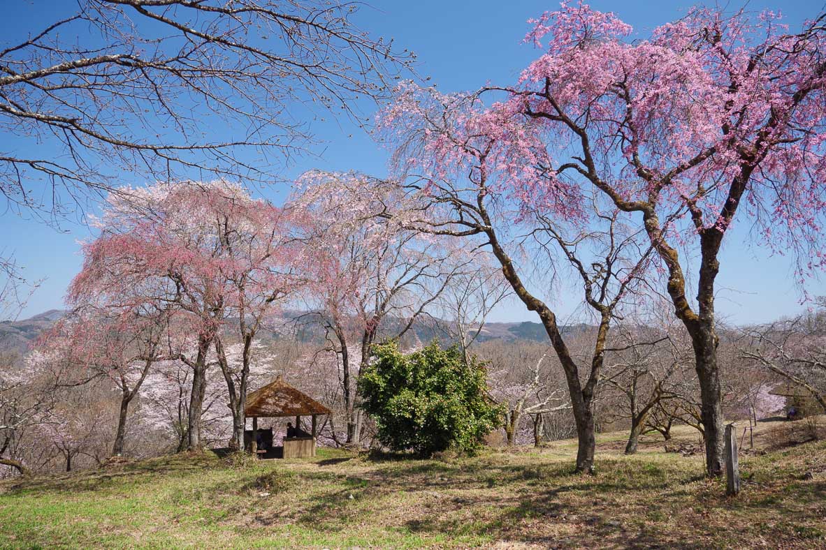 美の山公園の桜