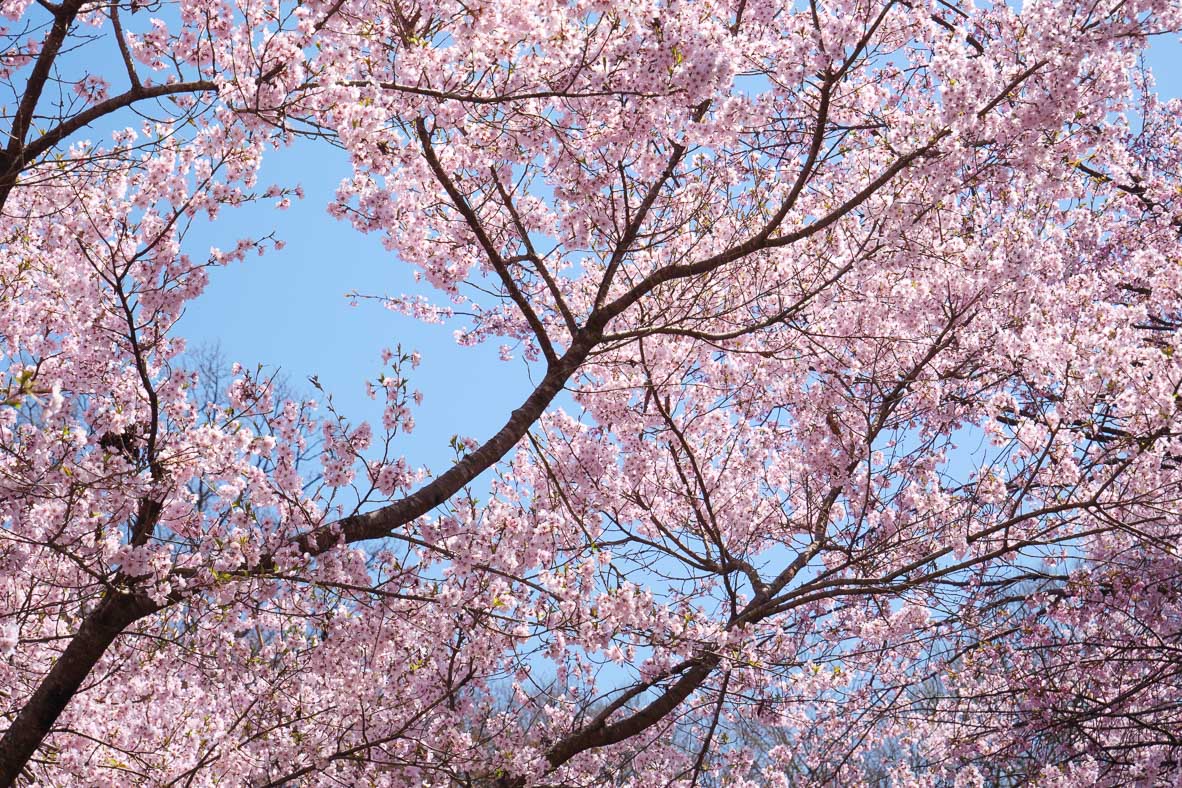 美の山公園の桜