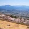 桜の森から、日本史上最初の金運アップ神社まで、ミニハイキング