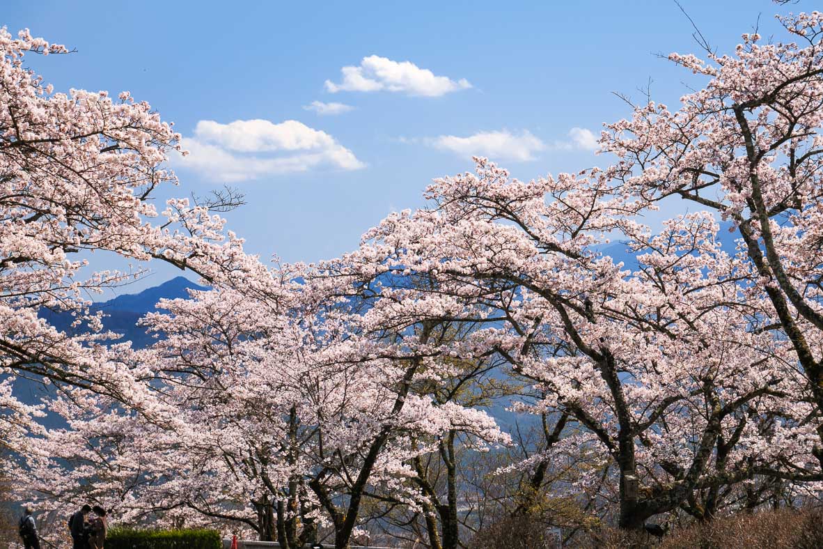 美の山公園頂上に咲く桜