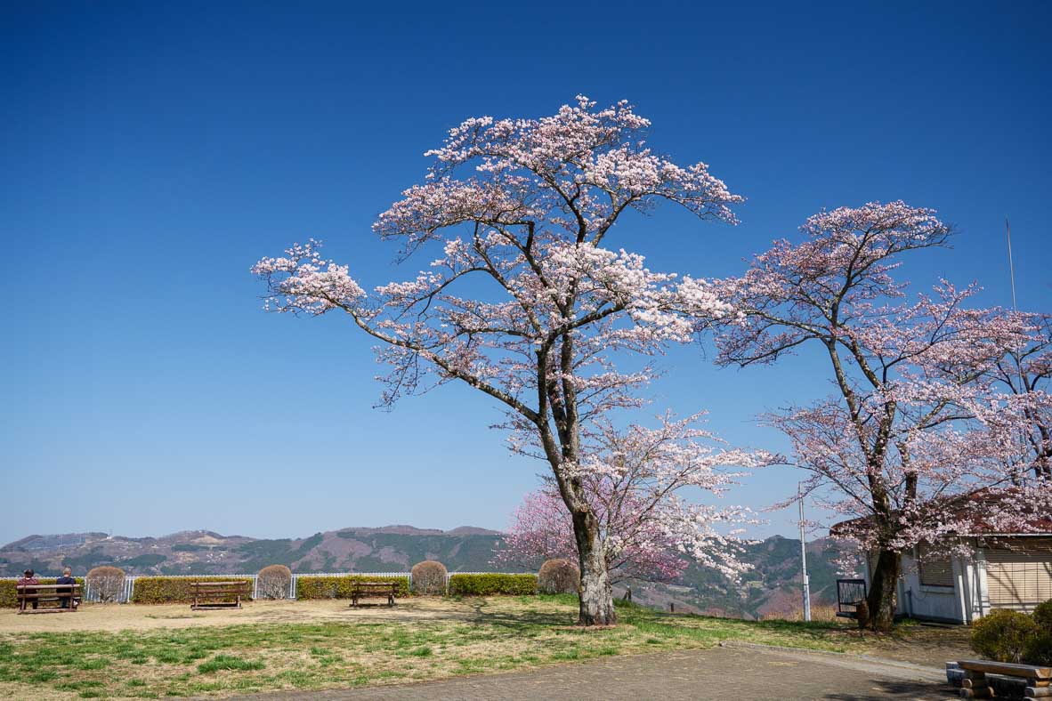 美の山公園の頂上の桜