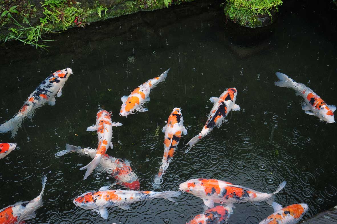 飫肥の後町通りの水路を泳ぐ錦鯉たち