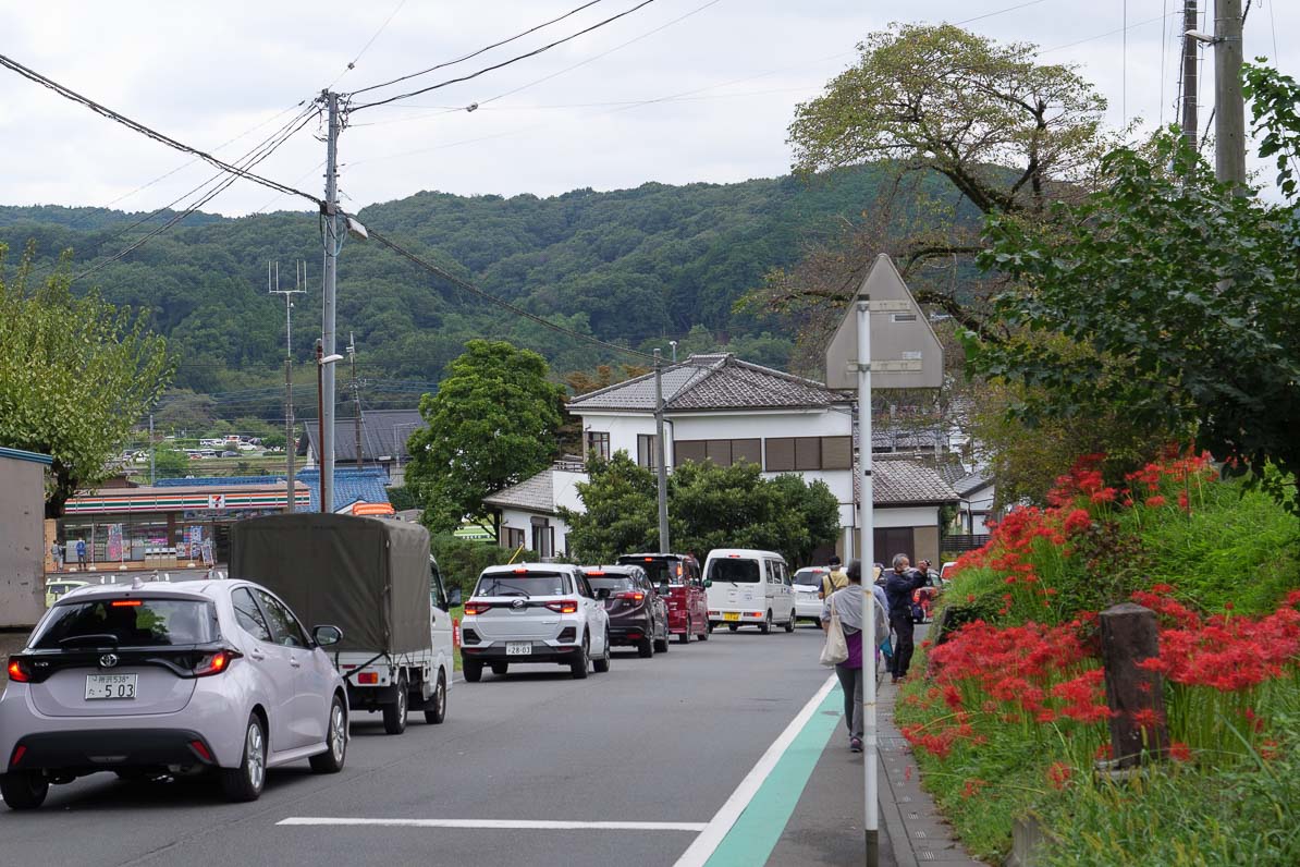 巾着田へ向かう車の渋滞