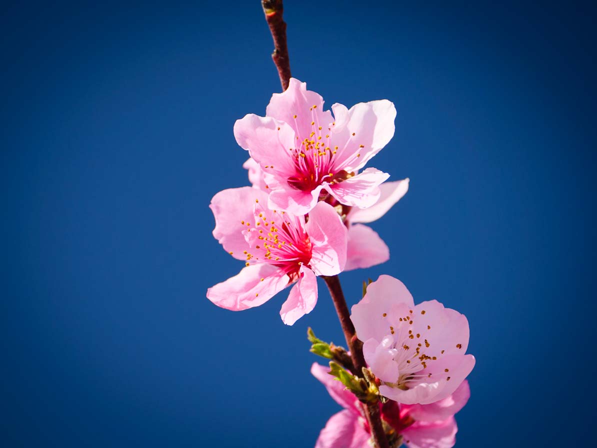 桃の花のアップ