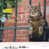写真展「岩合光昭の世界ネコ歩き」 | 展覧会詳細 | 東京富士美術館